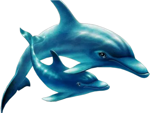  Png Yunus Transparent Yunuspng Images Pluspng Common Bottlenose Dolphin Dolphin Png