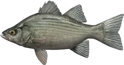  White Bass Fish Png Bass Fish Icon