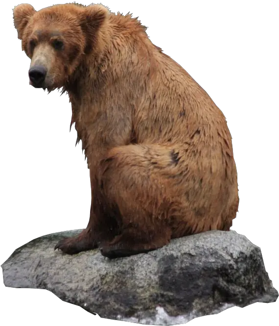  Bear Png Bear Sitting Transparent Background Brown Bear Png