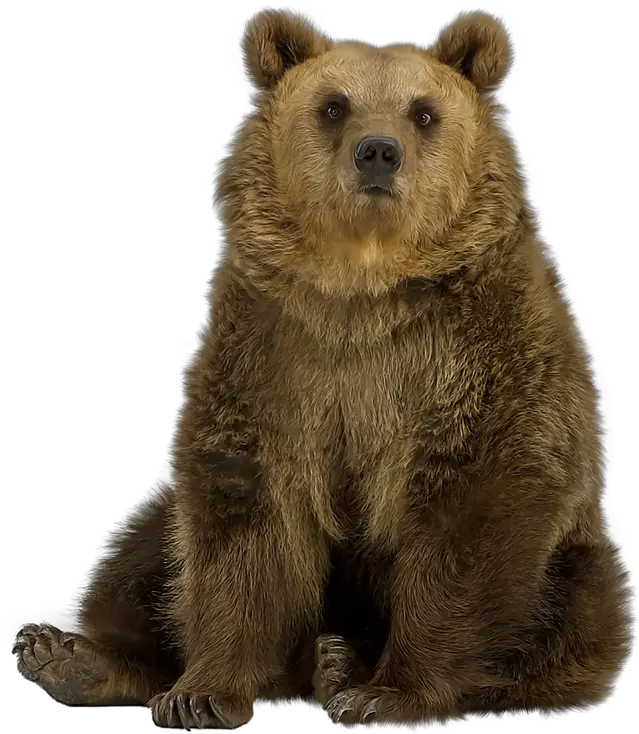  Brown Bear Png Pic Bear Transparent Brown Bear Png