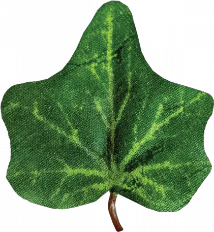  Ivy Leaf Graphic By Janet Kemp Pixel Scrapper Digital Plant Pathology Png Ivy Leaf Png