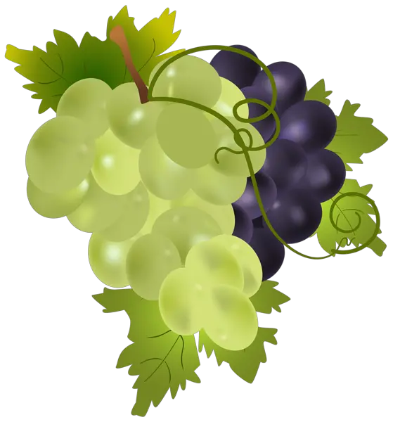  Download Grapes Png Clip Art Image Grapes Png Full Size Clip Art Transparent Grapes Grapes Transparent Background