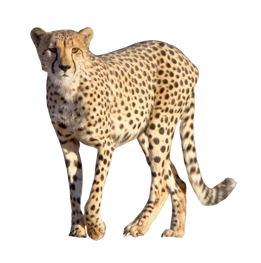  Download Cheetah Free Png Transparent Image And Clipart Cheetah Png Cheetah Print Png