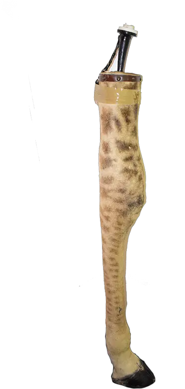  Giraffe Leg Lamp Gll12 Animal Print Png Leg Png