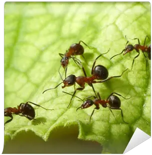  Escort Of Forest Ants Wall Mural U2022 Pixers We Live To Change Human Population Compared To Animals Png Ants Png