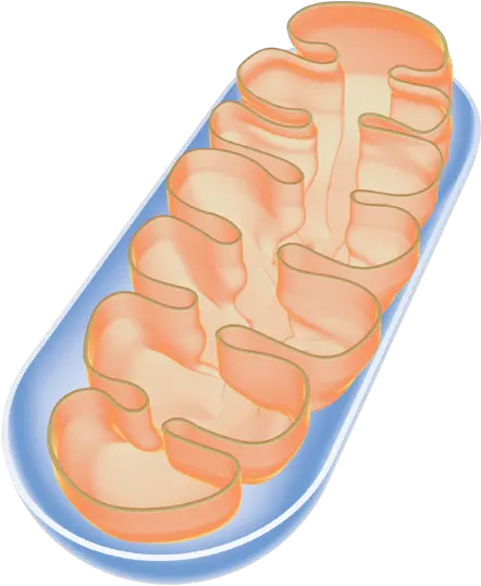  Peter Willems Png Mitochondria