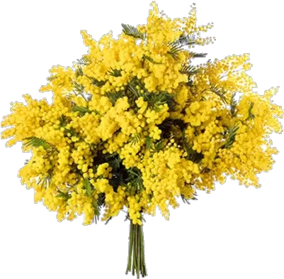  Ramo Mimosa Png 1 Image Mimosa Bouquet Mimosa Png