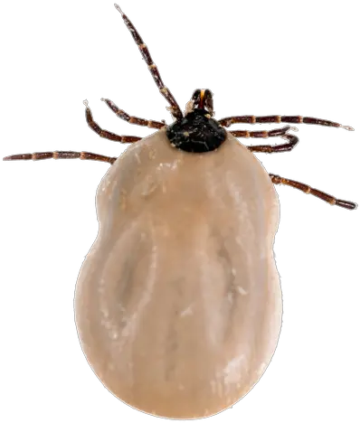  Tick Insect Png Black Legged Deer Tick Tick Png