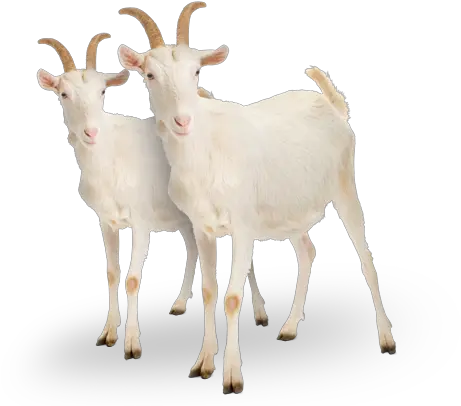  Goats Goats Png Goat Png