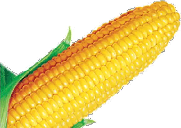  Corn Clipart Farmville Maize Png Corn Clipart Png