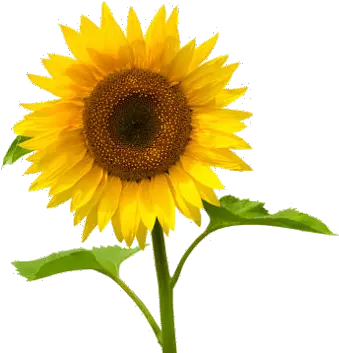  Girasol Png Image Sunflower Images In White Background Girasol Png