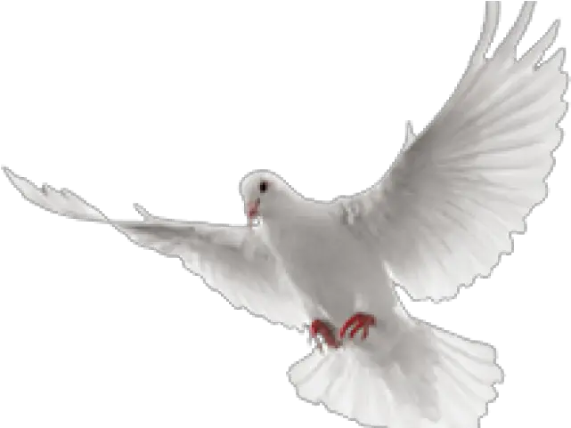  White Flying Dove Png Transparent Cartoon Jingfm Animated Dove Flying Png Doves Flying Png