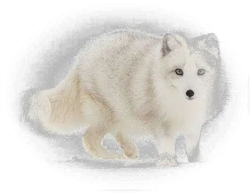  Arctic Fox Transparent Png Arctic Fox Arctic Fox Png