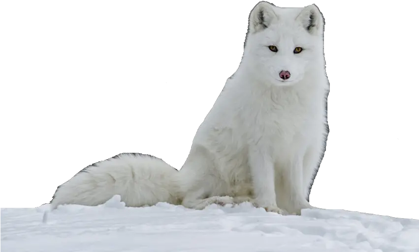  Arctic Fox Png Image With No Background Arctic Fox High Quality Arctic Fox Png