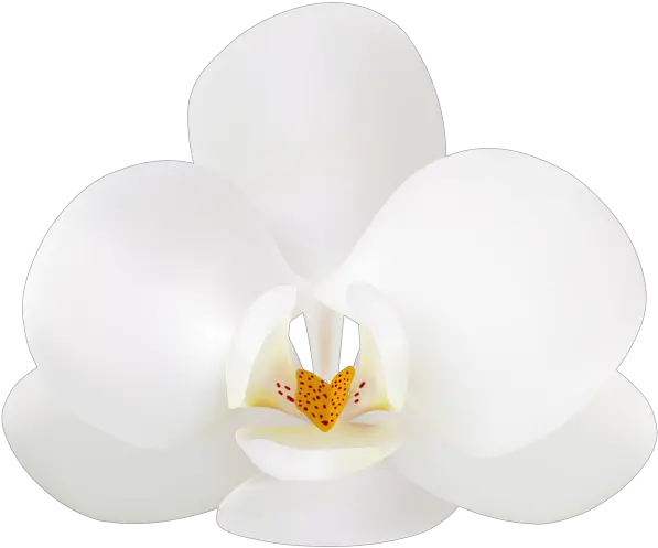  White Orchid Png Free Moth Orchid Orchid Png