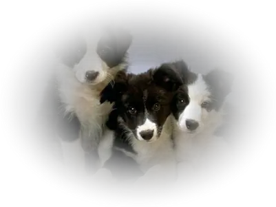  Index Of Userstbalzedogpng Train A Border Collie Puppy Puppies Png