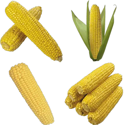  Corn Transparent Png Images Stickpng Maiz Png Corn Transparent