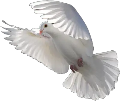  14 Psd White Dove Images White Dove Png White Dove Png