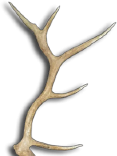  Rustic Deer Antlers And Florals Elk Antler Png Antlers Png