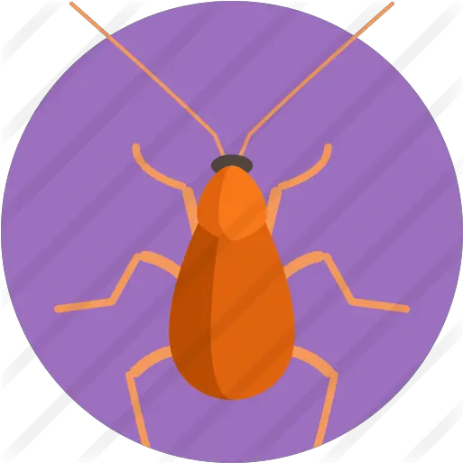  Brown Banded Cockroach Free Animals Icons Weevil Png Cockroach Png