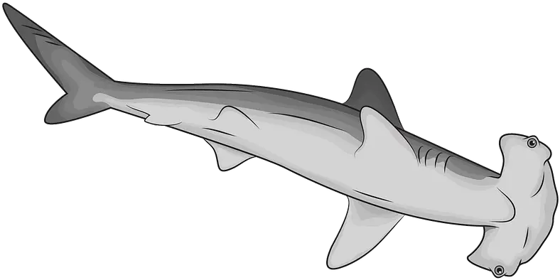  Hammerhead Shark Clipart Free Download Transparent Png Hammerhead Shark Clipart Shark Clipart Png