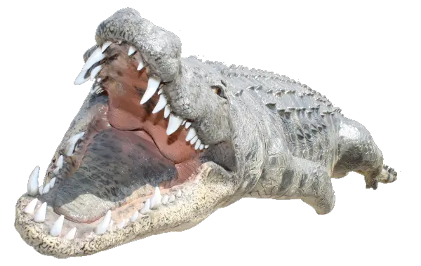  Crocodile Png Images Crocodile Png Crocodile Png