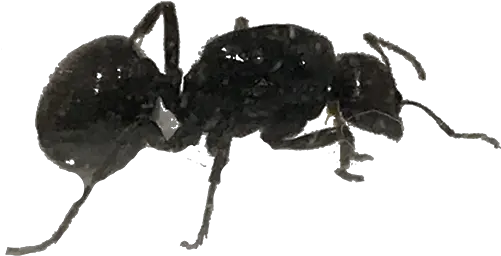  Ant Keeper Magazine Weevil Png Ant Transparent