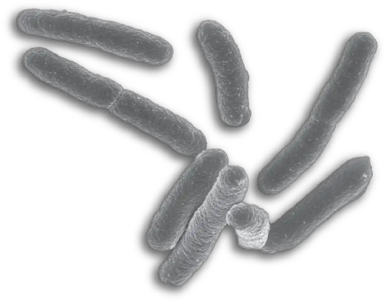  Png Background E Coli Bacteria Png Bacteria Transparent Background