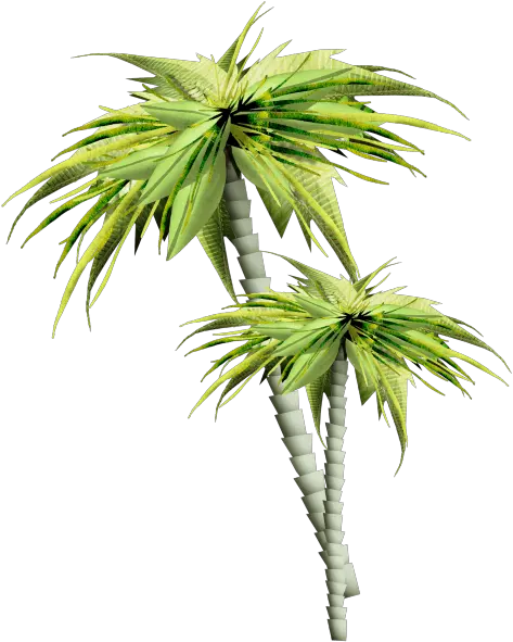  Asian Palmyra Palm Trees Gif Portable Network Graphics Arbres Et Plantes Png Trees Plan Png