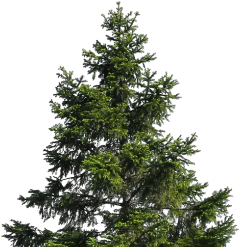  Cropped Transparent Pine Tree Png Pine Tree Branch Png