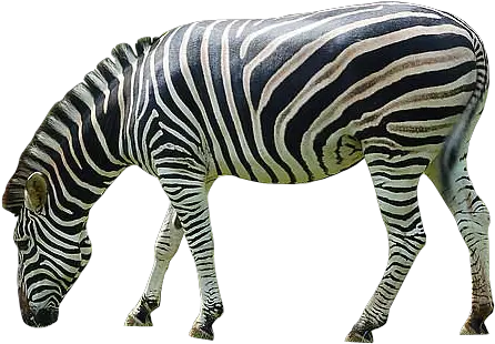  20 Zebra Png Image Collection For Free Zebra Transparent Zebra Png