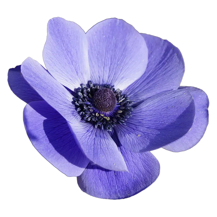 Free Image Flower Blossom Bloom Anemone Anemone Flower Transparent Png Wildflower Png