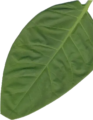  Blue Tree Glaucia Leaf Tobacco Full Size Png Download Mulberry Family Tobacco Leaf Png