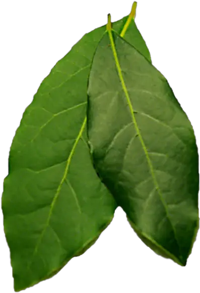  Leaf Png Photo 285 Free Png Download Image Png Archive Bay Leaves Png Leaf Png Transparent