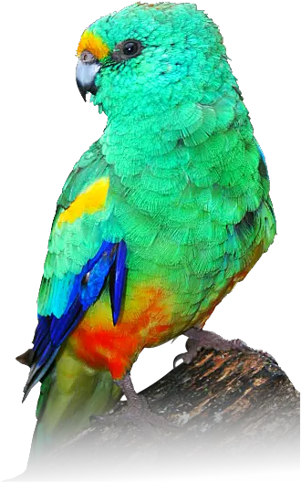  Download Hd Indian Parrot Png Mulga Parrot Painting Mulga Parrot Parrot Png