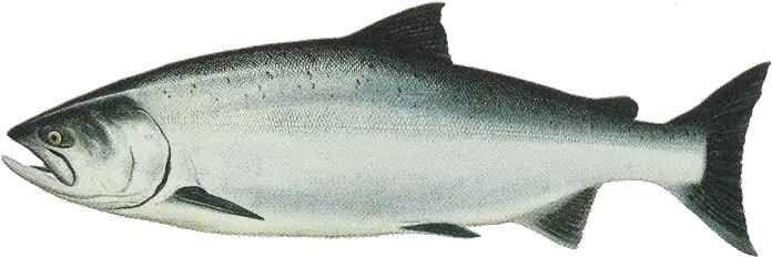  Png Salmon Fish Transparent Fishpng Images Pluspng Fish S Png Fishing Png