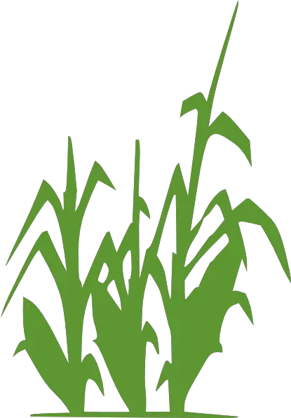  Corn Clipart Black And White Free Images 4 Wikiclipart Clipart Black And White Corn Stalks Png Corn Clipart Png