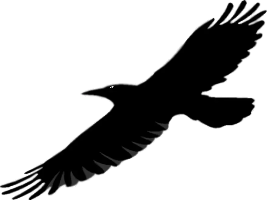  Library Of Flying Raven Picture Royalty Free Download Png Bird Wings Raven Silhouette Png