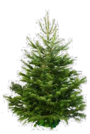  Fir Christmass Tree Real Png Pine Tree Transparent Background