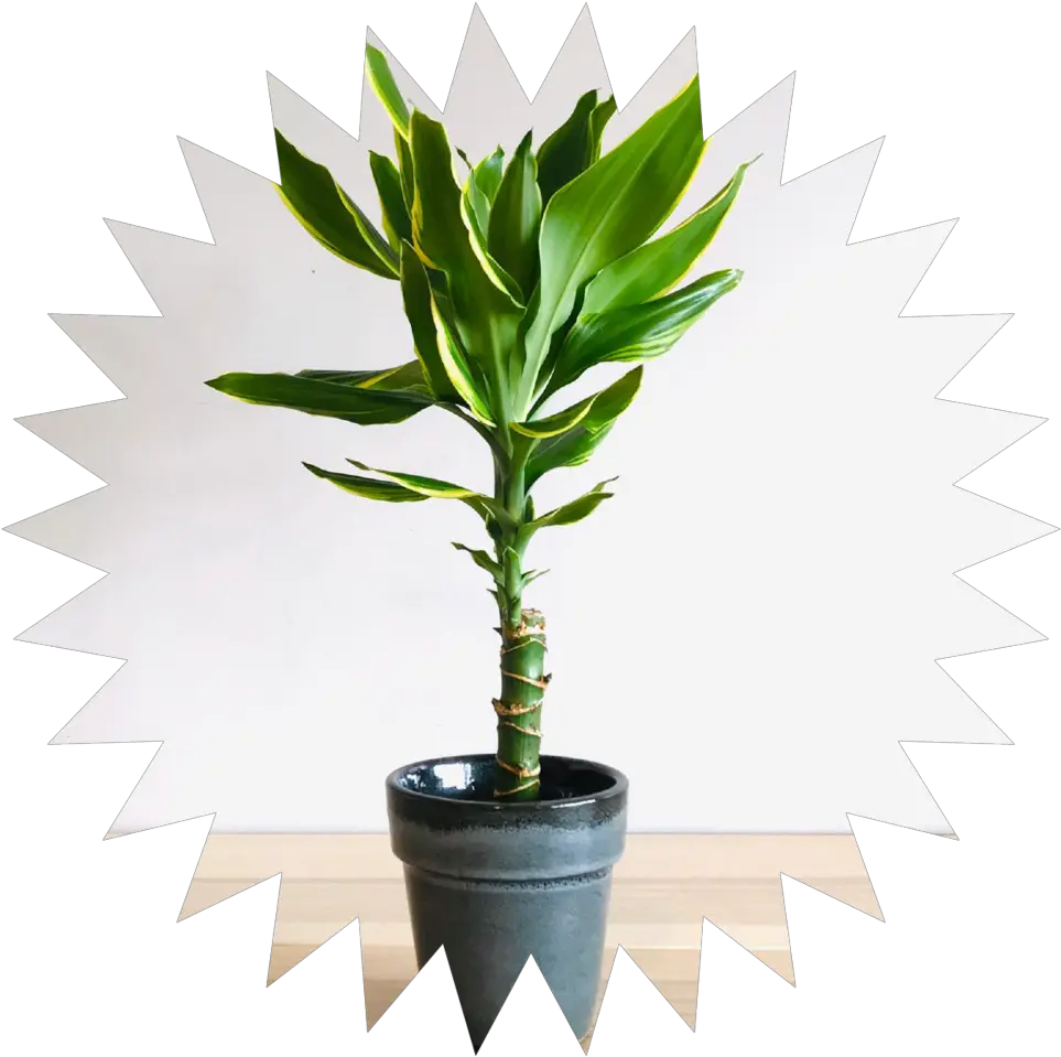  Care U2014 Potty Mouth Decorate Lucky Bamboo Plant Png Corn Plant Png