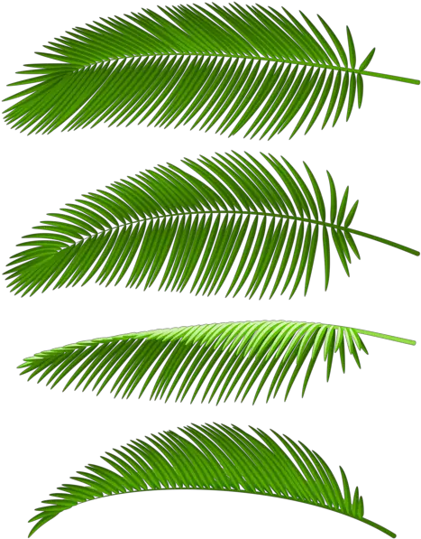  Palm Leaves Set Png Clip Art Image Coconut Tree Leve Png Palm Tree Leaves Png