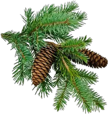  Christmas Branch Transparent U0026 Png Clipart Free Download Ywd Pine Tree Branch Png Pine Branch Png