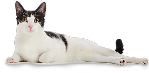  Cat Boarding School For Talented Cats Cat Png White Cat Png