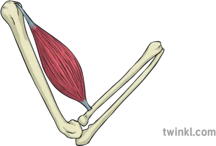  Contracted Muscle Arm Bone Skeleton Movement Anatomy Bicep Illustration Png Muscle Arm Png