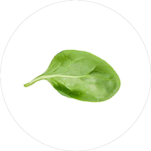  Download Hd Transparent Leaf Spinach Spinach Leaves Transparent Background Spinach Leaf Spinach Png Leaf With Transparent Background