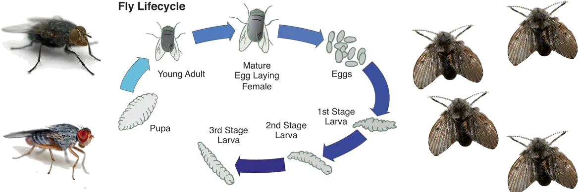  Download Fly Control Life Cycle Of A Fly Full Size Png Life Cycle Of Insect Png Fly Transparent