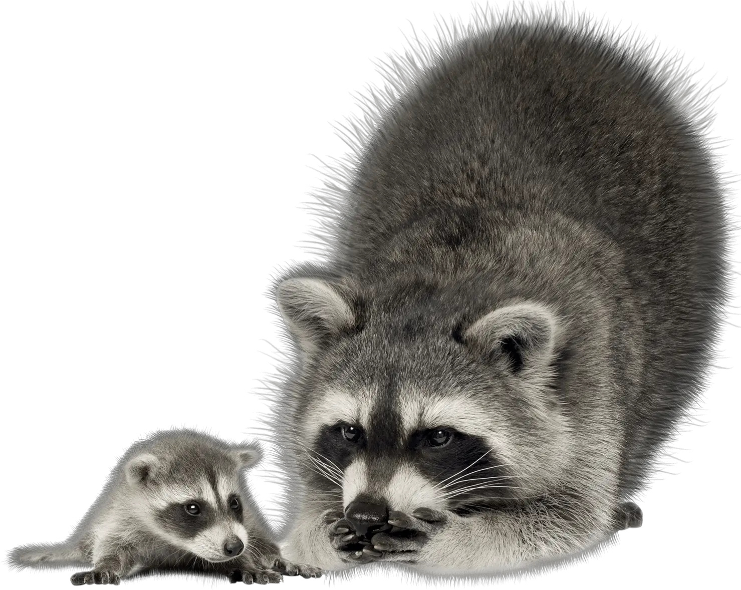  Nuisance Wildlife Removal Service Rochester Ny Diamond Transparent Background Raccoon Png Racoon Png