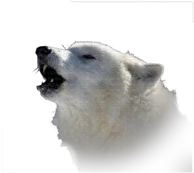  Download Hd Loup Blanc White Wolf White Wolf Png White Wolf Png