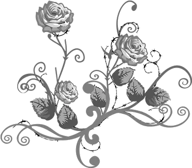  White Rose Illustrations Black White Flower Png White Rose Transparent