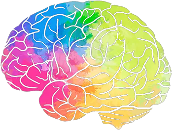  Brain Png Part Of The Brain Processes Emotions Brain Transparent Background